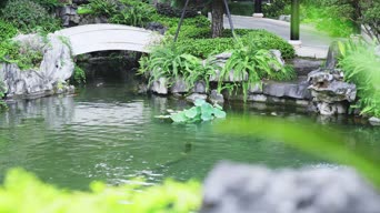 旅拍风景,配音,植物,树木,全景