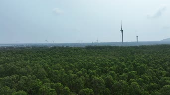 旅拍风景,配音,树木,植物,全景