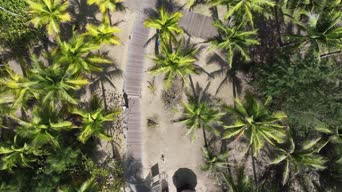 旅拍风景,蜜蜂,树木,植物,自然植物,影视,全景
