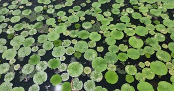 旅拍风景,记录,萌宠,美景,植物,树木,全景