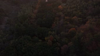 旅拍风景,夜景,美景,大自然,树木,森林,古塔,全景