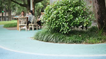 vlog,多肉,植物,植物,树木,桌子,伞,射箭,全景