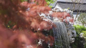 旅拍风景,美景,树木,植物,全景