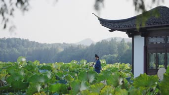 旅拍风景,配音,植物,树木,全景
