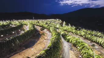 旅拍风景,配音,植物,树木,全景