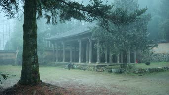 配音,知识,树木,植物,全景