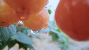 配音,食物,植物,全景