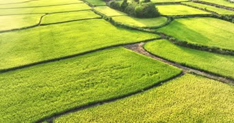 旅拍风景,配音,植物,树木,全景