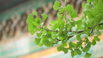 配音,知识,照片,植物,树木,全景