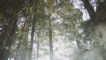 照片,树木,植物,全景