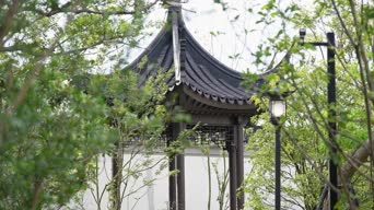 配音,知识,树木,植物,全景