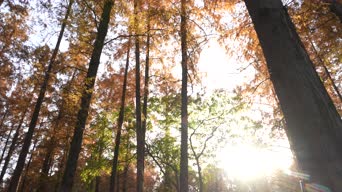 旅拍风景,配音,树木,植物,全景