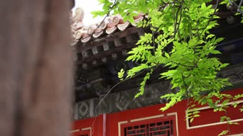 旅拍风景,配音,树木,植物,全景