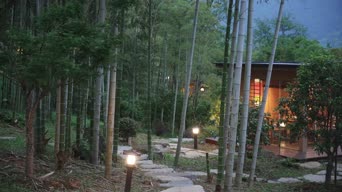 旅拍风景,配音,树木,植物,全景