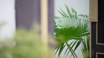 配音,植物,树木,全景