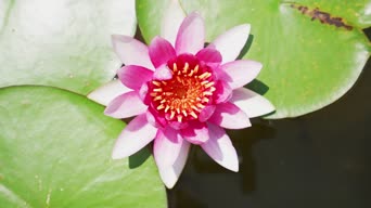 知识,花,植物,水生植物,莲花,树木,全景