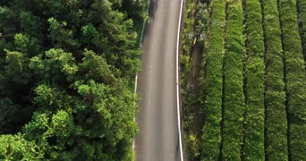 旅拍风景,配音,知识,树木,植物,全景