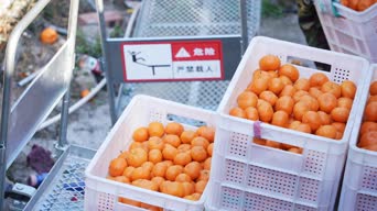 美食记录,陶瓷餐具,食物,植物,全景
