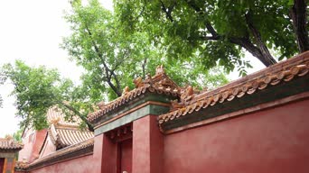 旅拍风景,配音,树木,植物,全景