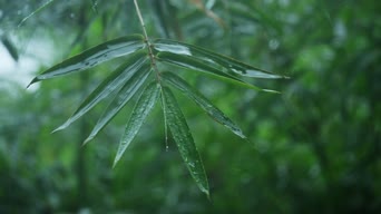 配音,植物,树木,全景