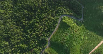 旅拍风景,配音,树木,植物,全景