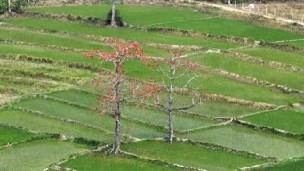 乡村生活,美景,旅拍,大自然,足球,记录,植物,树木,花,全景