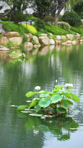旅拍风景,钓鱼,美景,鱼竿,vlog,树木,植物,全景