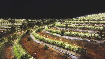 旅拍风景,大自然,美景,植物,树木,全景