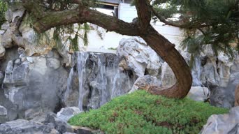 配音,树木,植物,全景