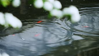 生活日常,配音,植物,全景