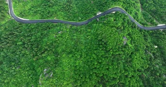 旅拍风景,配音,知识,植物,树木,全景
