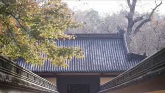 旅拍风景,配音,树木,植物,全景