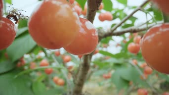 广告,街拍,神曲,食物,植物,全景