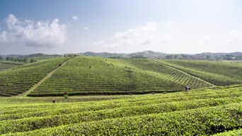 旅拍风景,配音,知识,植物,全景