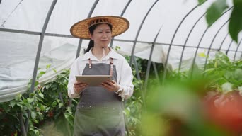 蔬菜,植物,衣服,植物,花,阅读,全景