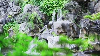 美景,大自然,植物,树木,全景