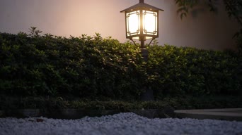美景,日落,植物,树木,全景