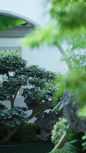 配音,植物,树木,全景