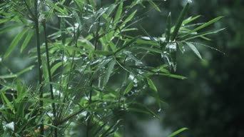 配音,植物,树木,全景