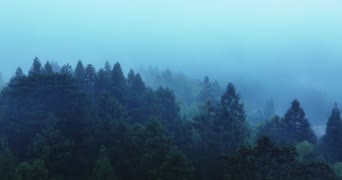 旅拍风景,美景,大自然,树木,森林,全景