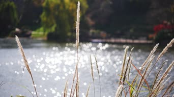 配音,知识,植物,树木,全景