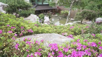 旅拍风景,配音,美景,花,植物,树木,全景