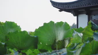 乡村生活,配音,植物,树木,全景