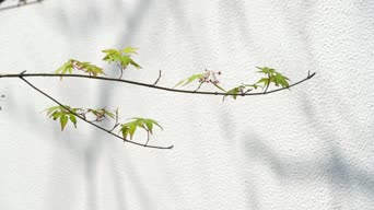 数字科技,动画漫画,歌曲演唱,嗨曲,数学,运势,植物,全景