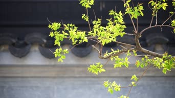 农村,植物,树木,全景