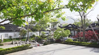 旅拍风景,配音,知识,树木,植物,全景