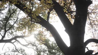 旅拍风景,家具,树木,植物,全星