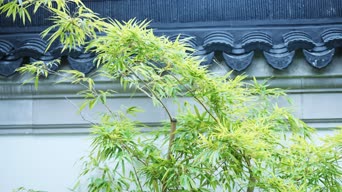 配音,植物,树木,全景