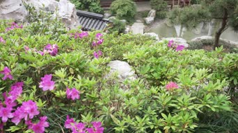 旅拍风景,美景,火车,记录,花,植物,树木,全景
