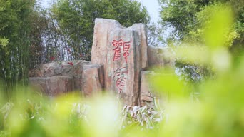 旅拍风景,美景,大自然,植物,树木,全景
